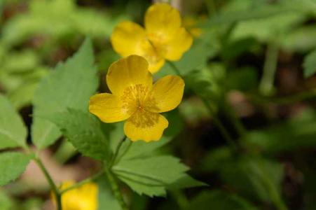 ヤマブキソウ(ｹｼ科)