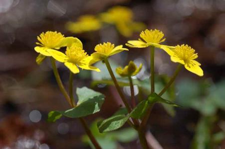 リュウキンカ(ｷﾝﾎﾟｳｹﾞ科)