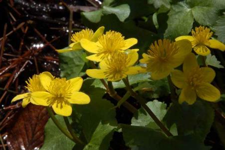 リュウキンカ(ｷﾝﾎﾟｳｹﾞ科)