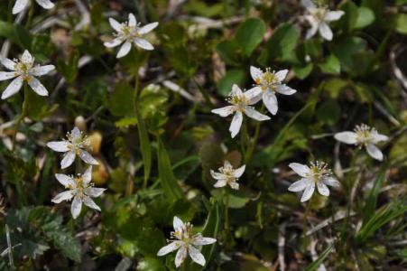 ミツバオウレン(ｷﾝﾎﾟｳｹﾞ科)