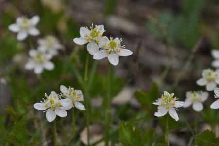 ミツバオウレン(ｷﾝﾎﾟｳｹﾞ科)