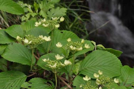 ヤブデマリ(藪手毬)