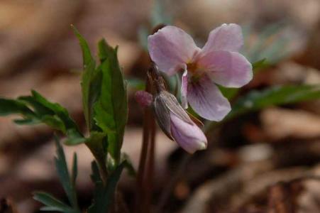 エイザンスミレ(ｽﾐﾚ科)