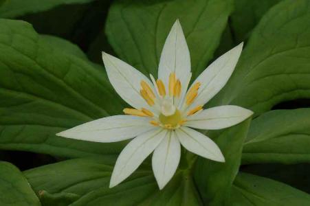 キヌガサソウ()ﾕﾘ科