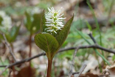ヒトリシズカ(ｾﾝﾘｮｳ科)
