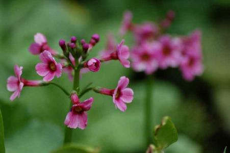 クリンソウ(ｻｸﾗｿｳ科)