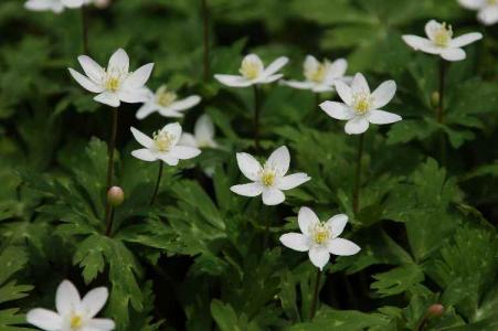 ニリンソウ(ｷﾝﾎﾟｳｹﾞ科)