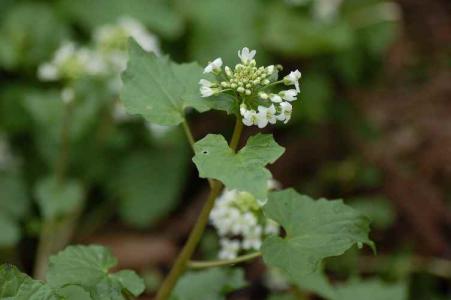 ワサビ(ｱﾌﾞﾗﾅ科)