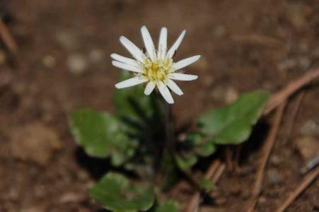 センボンヤリ(ｷｸ科)