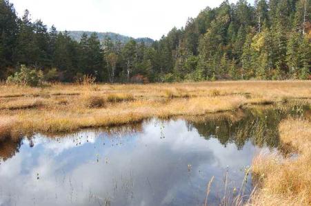 白砂湿原