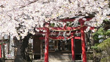 弘前天満宮の満開の桜