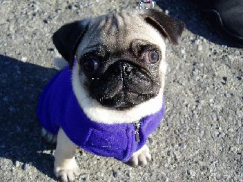 お散歩デビュー