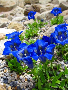 スイスアルプス　ゲンチアナ･ベルナ