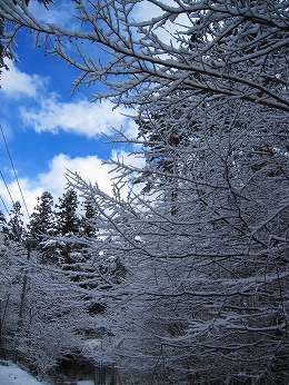 今朝の雪景色3