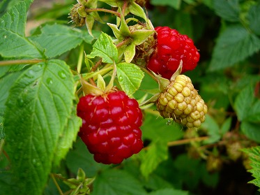 養生園のラズベリーたち