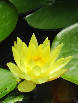 黄色の睡蓮