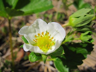 いちごの花