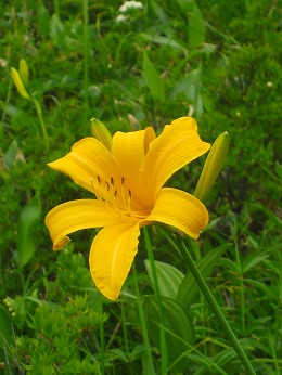 ニッコウキスゲ