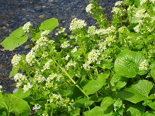 わさびの花