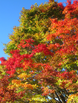 大峰高原大カエデ4
