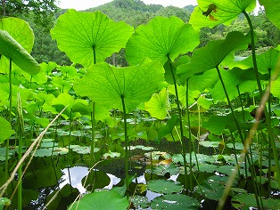 蓮の池