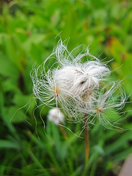 わたすげのアップ