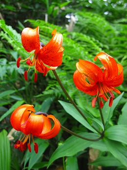 クルマユリ車百合