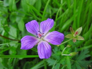 ハクサンフウロ