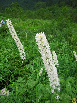 サラシナショウマ