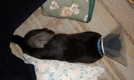 kuro1,20^2.jpg