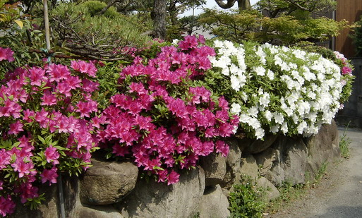 平戸2.jpg