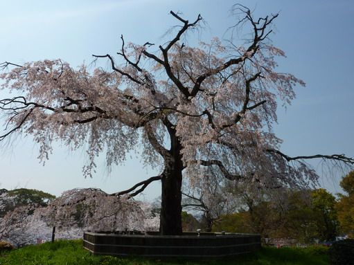 円山しだれ桜.jpg