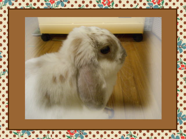 いろいろな写真ウサカレンダー２.jpg