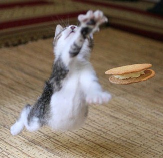 クッキーサンドォォ