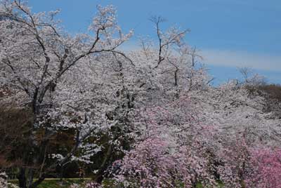 sakura30404.jpg