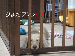 サークルで.JPG