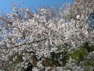 お花見２.JPG