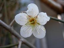 梅の花.JPG