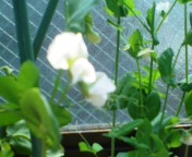 さやえんどうの花