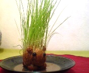 はりねずみ　その２