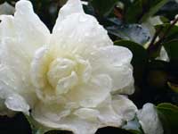 雨だれ山茶花