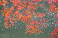 img426