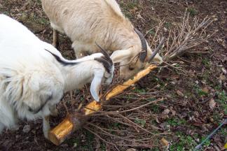 食べられたツリー