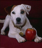 wishbone2.png