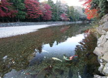 isuzugawa.jpg