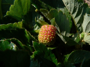 イチゴ