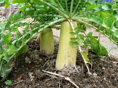 aokubidaikon11111