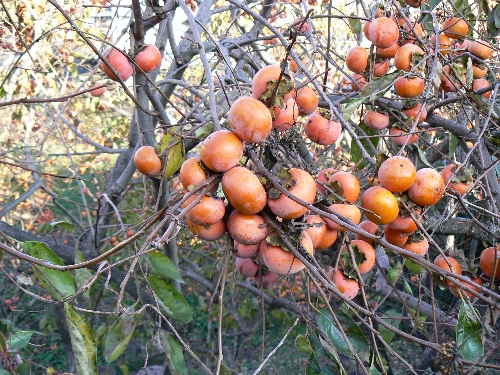 20061210kaki17