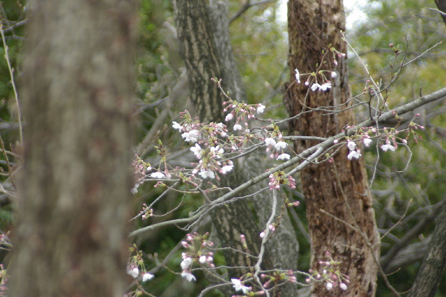 070330sakura.jpg