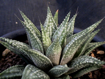Haworthia049.JPG